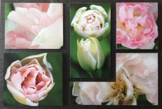 Galleri Mette Runge - rosa tulipan