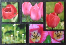 Galleri Mette Runge - rød tulipan