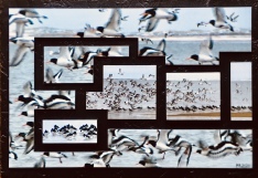 Galleri Mette Runge strandskader